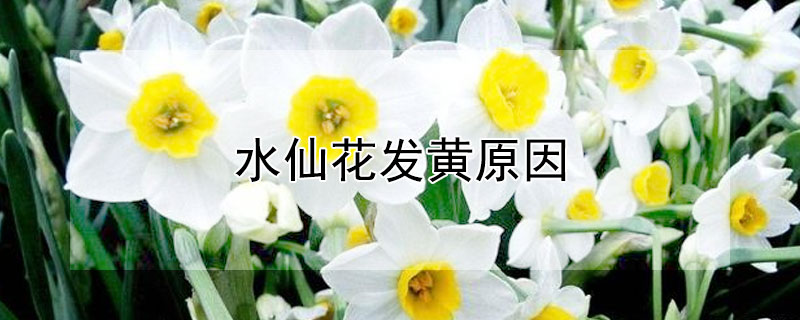 水仙花发黄原因（水仙为什么发黄）