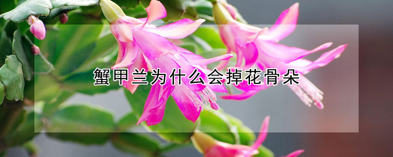 蟹甲兰为什么会掉花骨朵（蟹甲兰花掉叶子是怎么回事）