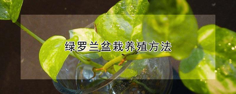 绿罗兰盆栽养殖方法 绿罗兰怎么种植