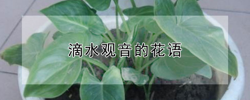 滴水观音的花语（滴水观音的花语是什么）