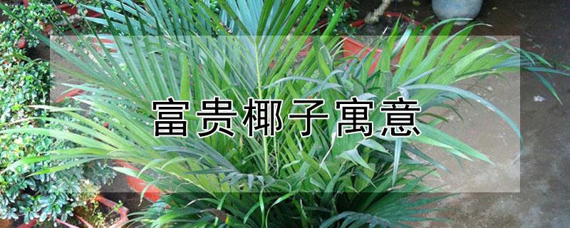 富贵椰子寓意 富贵椰子寓意及养殖