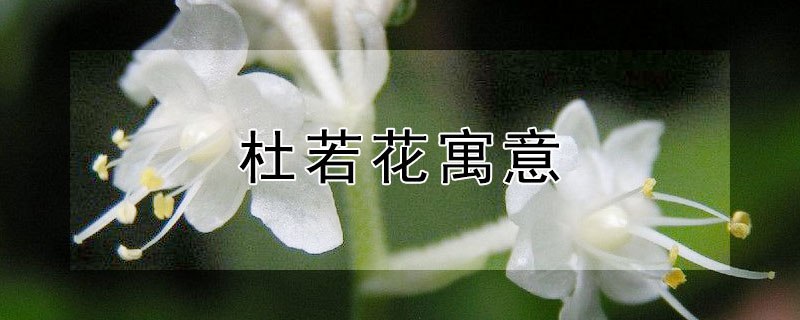 杜若花寓意（杜若花的花语是什么）
