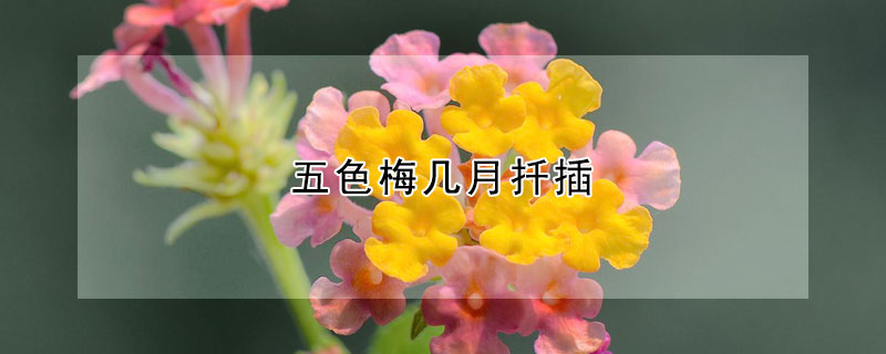 五色梅几月扦插 五色梅几月扦插最好