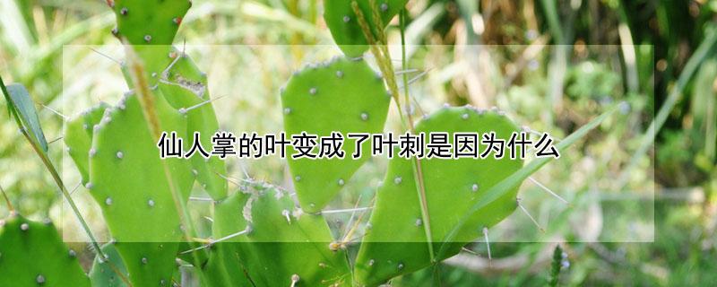 仙人掌的叶变成了叶刺是因为什么（仙人掌的叶变成了刺,是受什么影响）
