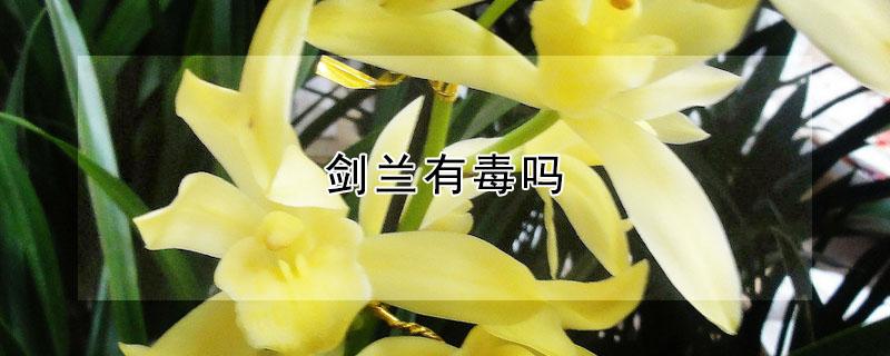 剑兰有毒吗（剑兰有毒吗?能净化空气?）