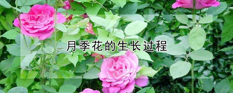 月季花的生长过程（月季花的生长过程图片）