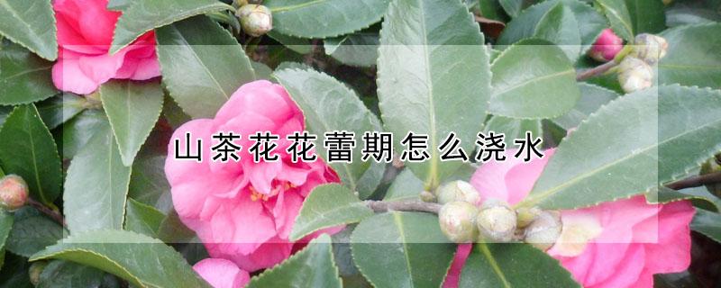 山茶花花蕾期怎么浇水（山茶花什么时候浇水）