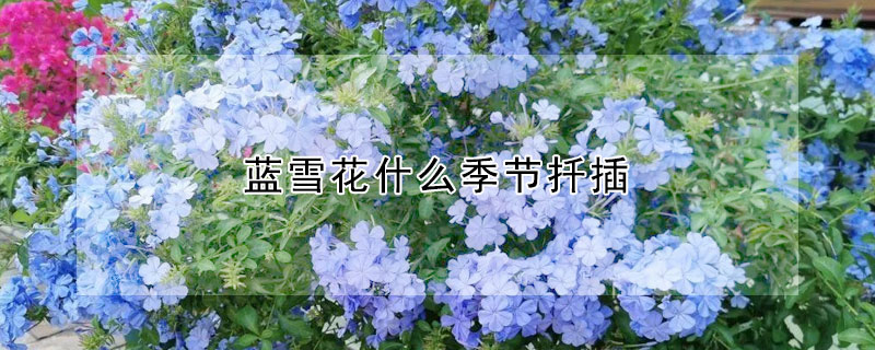 蓝雪花什么季节扦插 蓝雪花怎么扦插几月份扦插