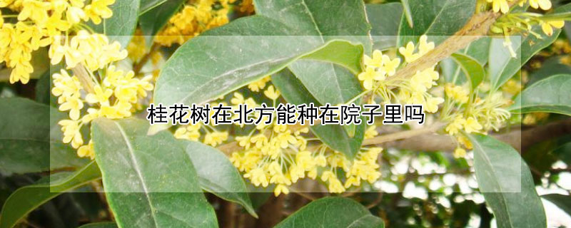 桂花树在北方能种在院子里吗（桂花树能不能栽在院子里面）