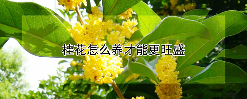 桂花怎么养才能更旺盛 室内桂花怎么养才能更旺盛