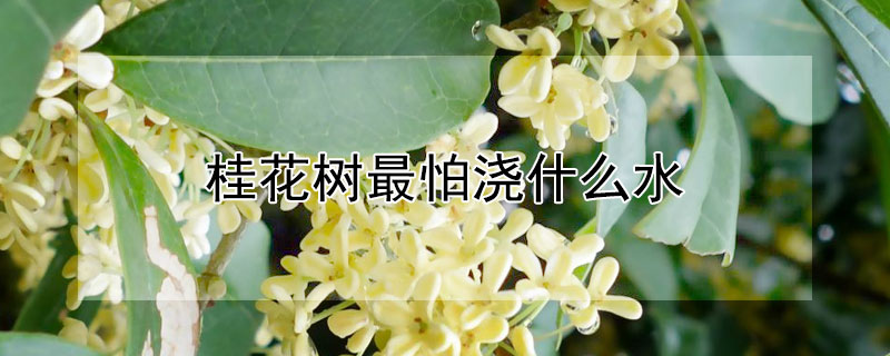 桂花树最怕浇什么水（桂花树浇什么水最好）
