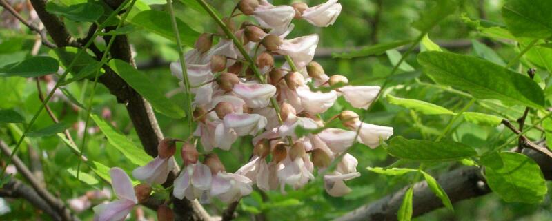 槐花的花语 槐花的花语是什么意思