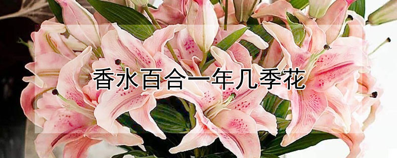 香水百合一年几季花 香水百合一年四季都开花吗