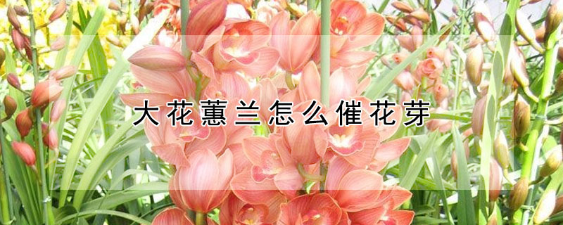 大花蕙兰怎么催花芽 大花蕙兰如何催花