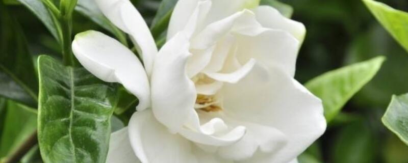 栀子花花语和寓意（栀子花的寓意和花语）