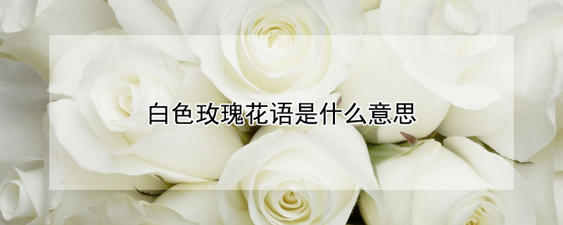 白色玫瑰花语是什么意思 白色玫瑰花语是什么意思粉