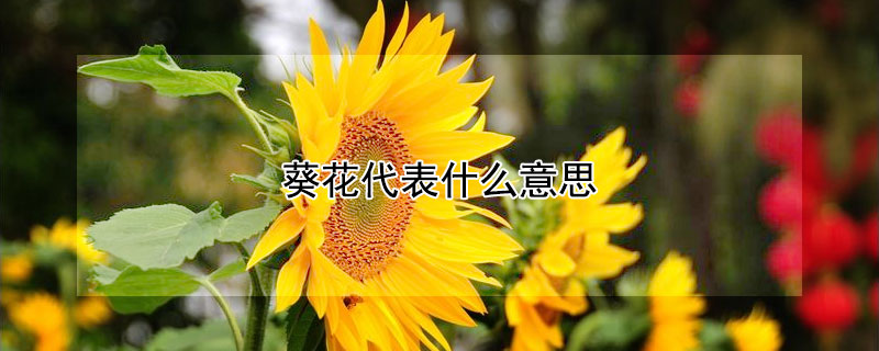 葵花代表什么意思（送人向日葵花代表什么意思）