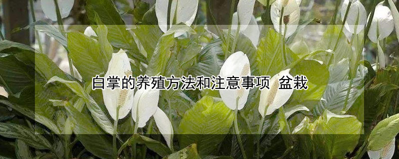 白掌的养殖方法和注意事项 白掌的养殖方法和注意事项浇水