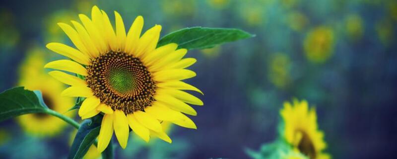 向日葵花语（向日葵花语寓意）