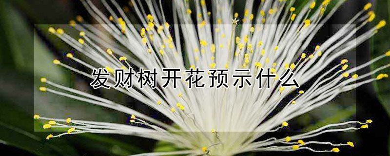 发财树开花预示什么（发财树开花是什么预兆）