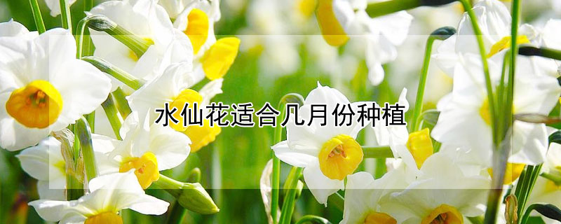 水仙花适合几月份种植（水仙花几月份种植最好）