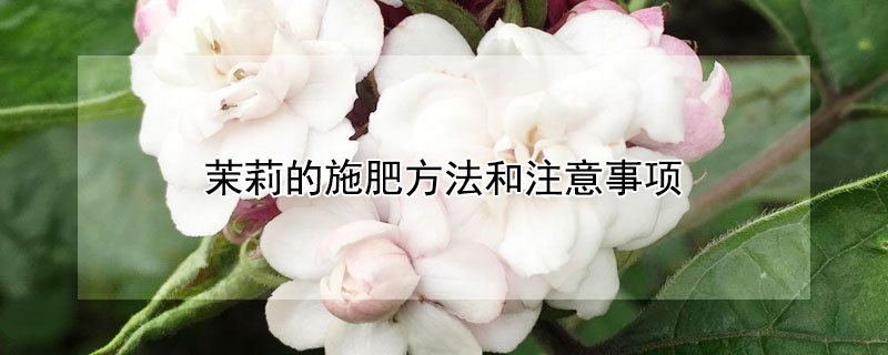 茉莉的施肥方法和注意事项（茉莉施肥需施什么肥料）