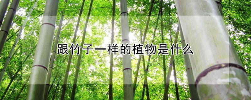 跟竹子一样的植物是什么（跟竹子一样的植物是什么为什么）