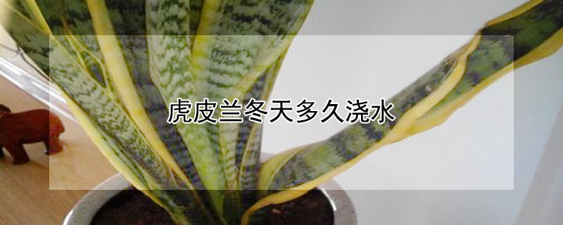 虎皮兰冬天多久浇水（虎皮兰冬季多久浇水）