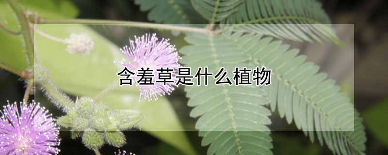 含羞草是什么植物 含羞草是什么植物是怎样生长的