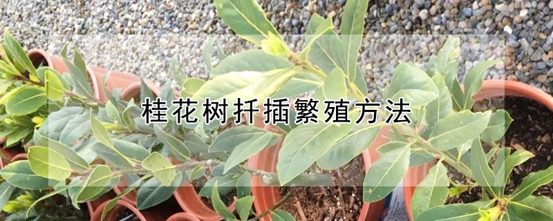 桂花树扦插繁殖方法（桂花树扦插繁殖方法和时间）