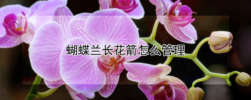 蝴蝶兰长花箭怎么管理（蝴蝶兰开花后花剑怎么处理）