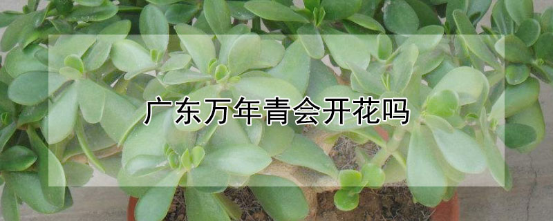广东万年青会开花吗（广东万年青会开花吗?）