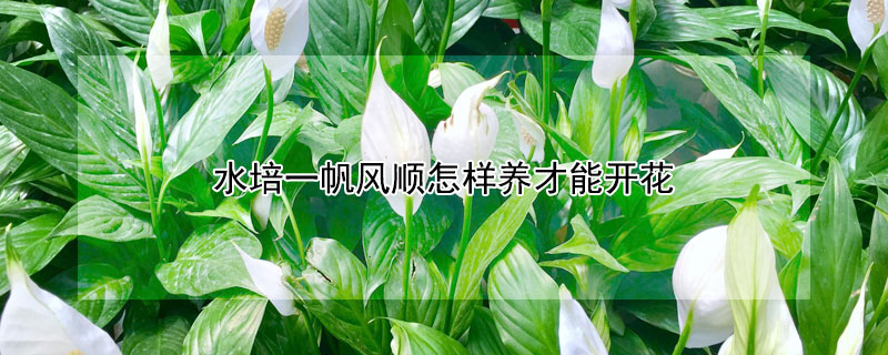 水培一帆风顺怎样养才能开花（水栽培一帆风顺怎么养）