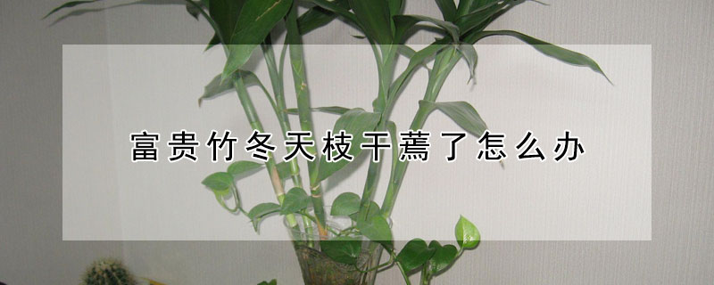 富贵竹冬天枝干蔫了怎么办(冬天富贵竹的杆会蔫软了怎么办)