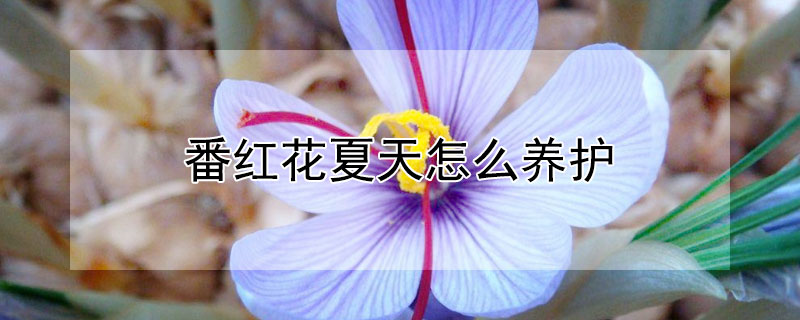 番红花夏天怎么养护 番红花的养殖方法和注意事项