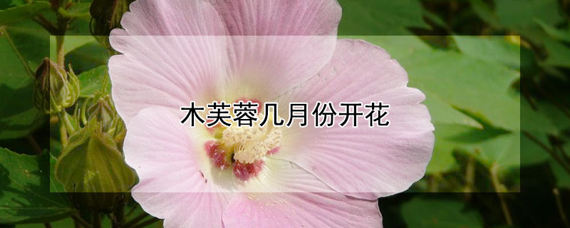 木芙蓉几月份开花 木芙蓉花期多长时间