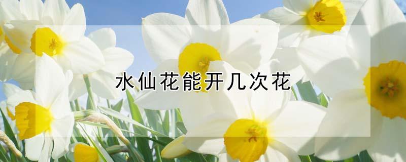 水仙花能开几次花 水仙花开一年开几次