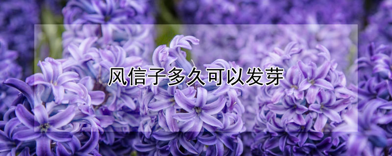 风信子多久可以发芽（风信子长根多久才发芽）