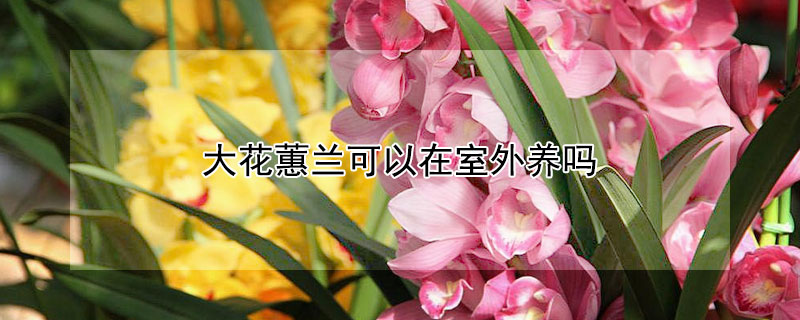 大花蕙兰可以在室外养吗（大花蕙兰室内养有什么好处没）