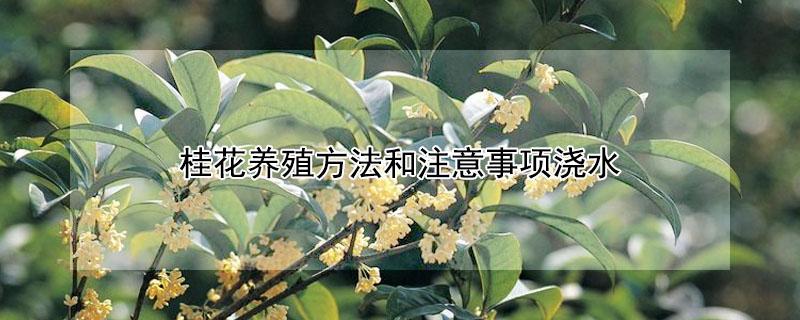 桂花养殖方法和注意事项浇水（桂花移栽浇水注意事项）