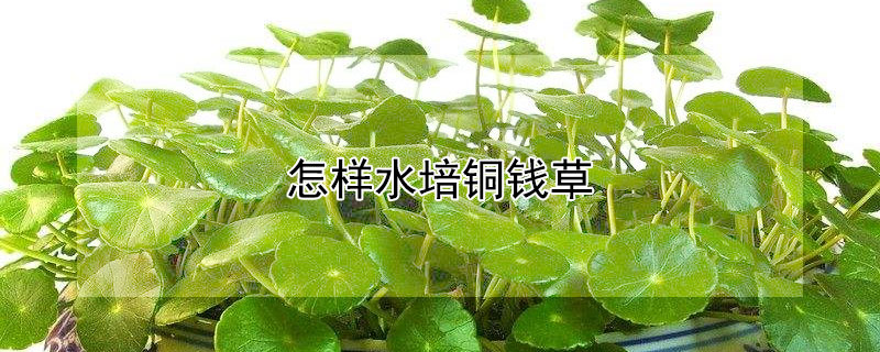 怎样水培铜钱草(怎样水培铜钱草根)