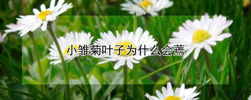 小雏菊叶子为什么会蔫(雏菊叶子蔫了)