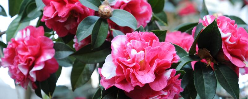 山茶花花语及代表意义（白色山茶花花语及代表意义）