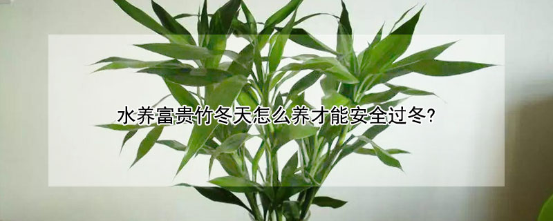 水养富贵竹冬天怎么养才能安全过冬? 富贵竹冬天怎么养才能安全过冬