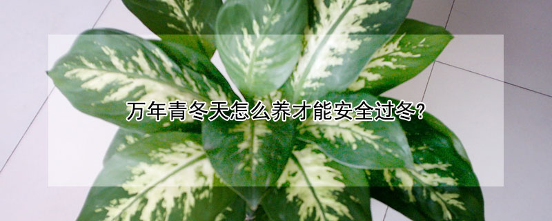 万年青冬天怎么养才能安全过冬? 冬天怎样养万年青