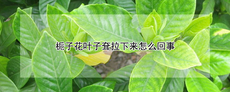 栀子花叶子耷拉下来怎么回事（栀子花叶发干耷拉了怎么办）