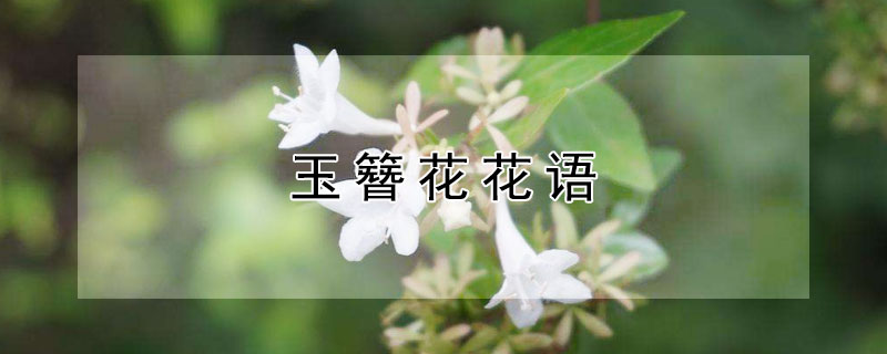 玉簪花花语（玉簪花花语及诗句）