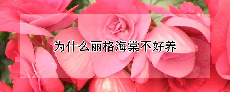 为什么丽格海棠不好养 为什么丽格海棠不好养? 看完这些, 也许你就不这么想了