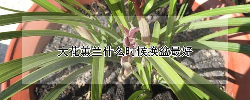 大花蕙兰什么时候换盆最好 大花蕙兰开完花怎样换盆