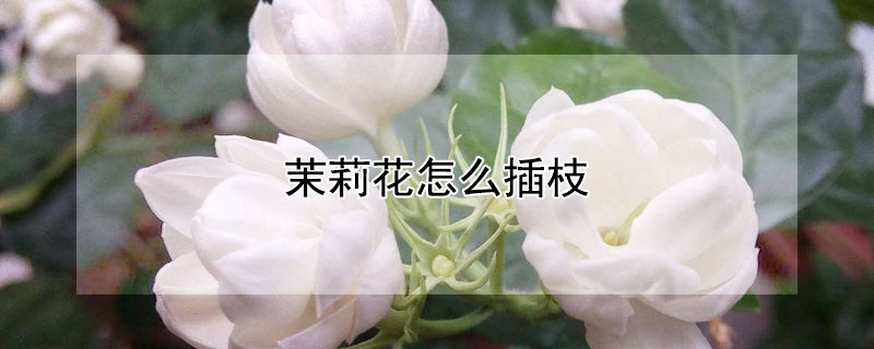 茉莉花怎么插枝(茉莉花怎么插枝条)